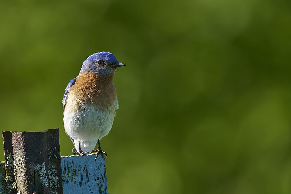 Eastern Bluebird &mdash; Piedmont North Carolina