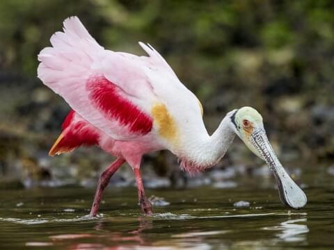 Roseate Spoonbill — South Florida