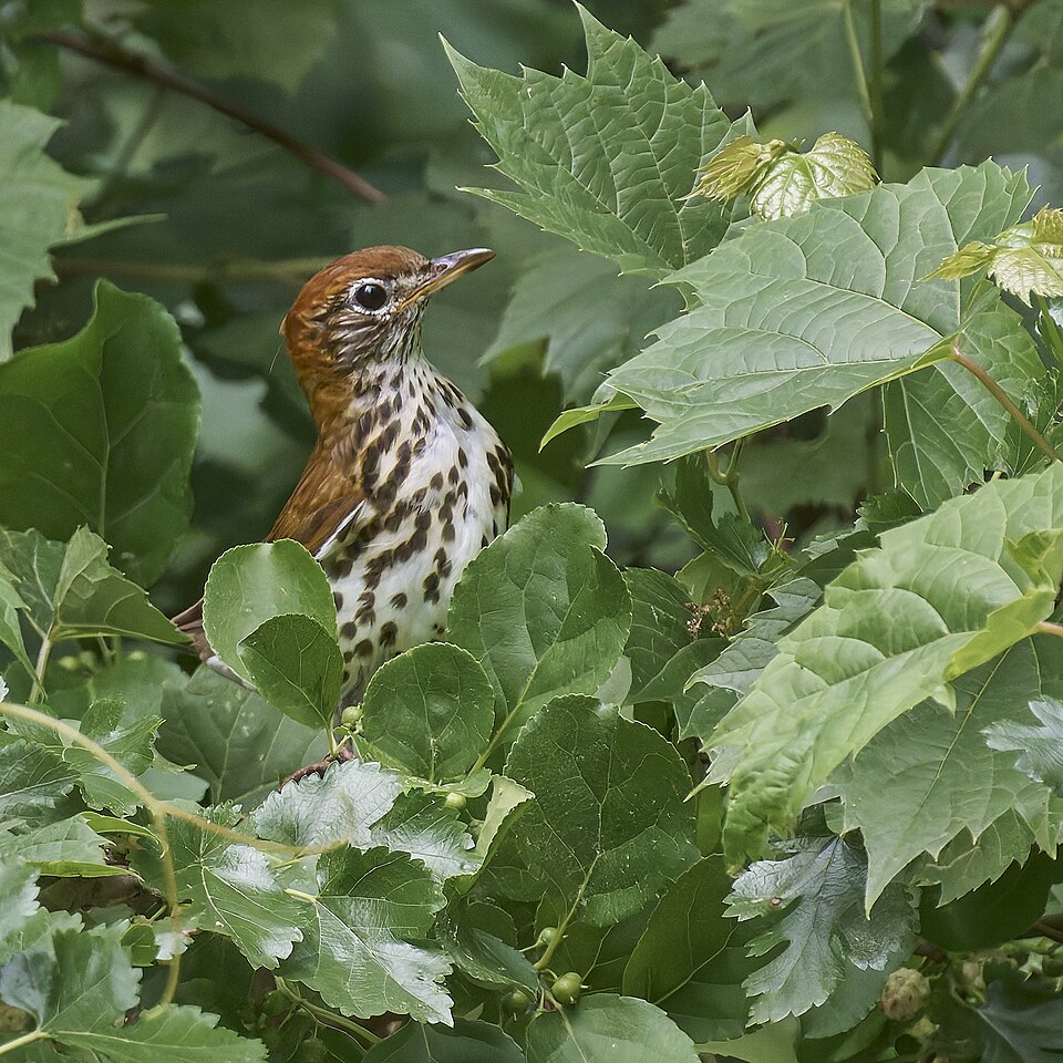 Wood Thrush &mdash; southeastern Pennsylvania
